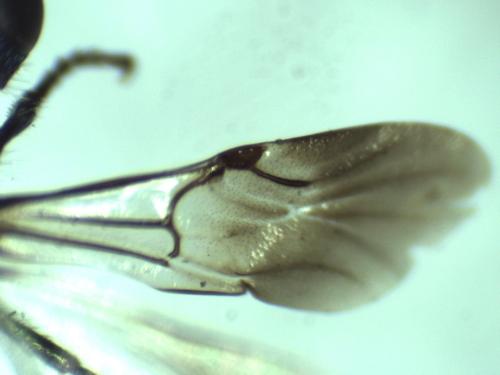 Pseudomalus auratus